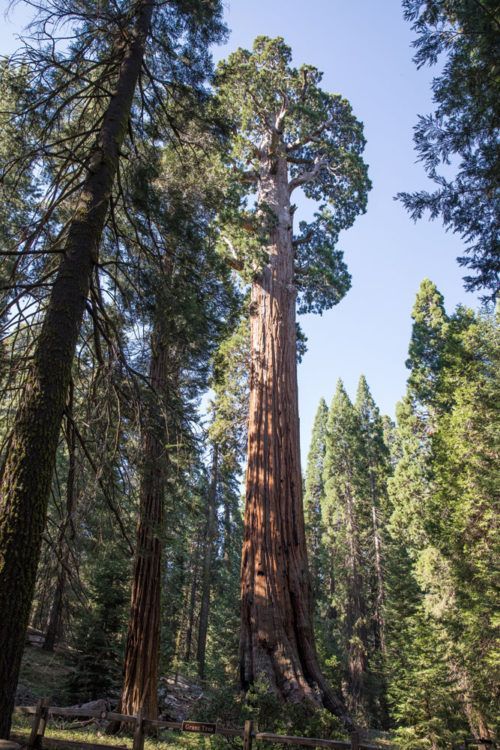 One Day Itinerary for Kings Canyon and Sequoia National Parks – Earth ...