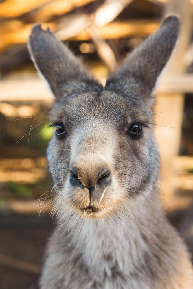 Kangaroo Face