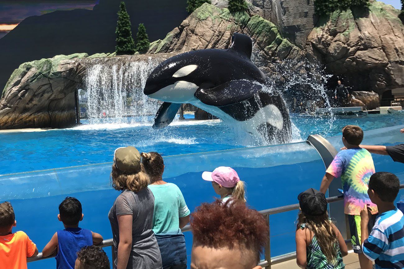Orca best things to do in San Diego