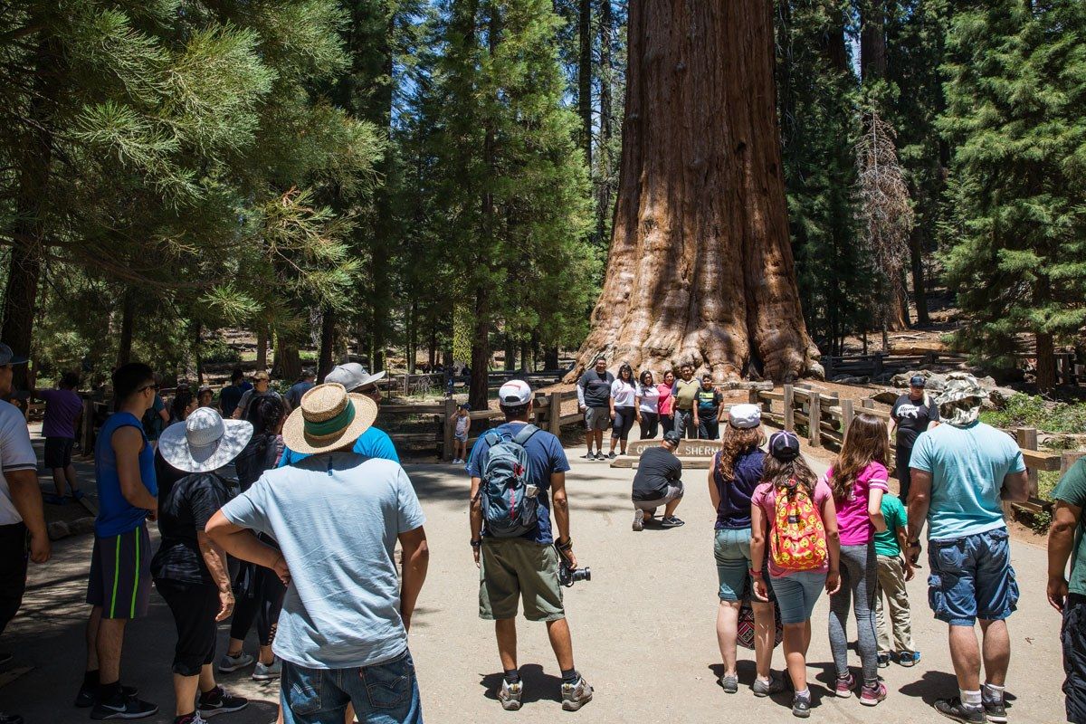 Sequoia in July