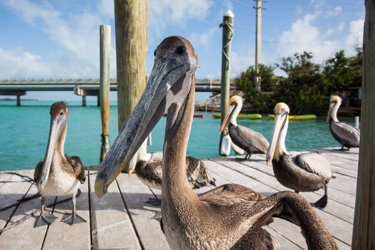 Pelicans Florida Keys