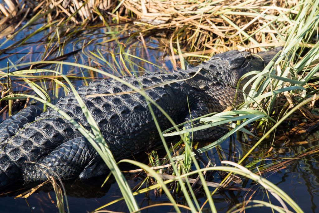 One Perfect Day in Everglades National Park – Earth Trekkers