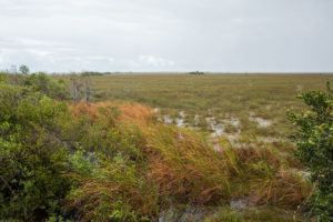 One Perfect Day in Everglades National Park – Earth Trekkers