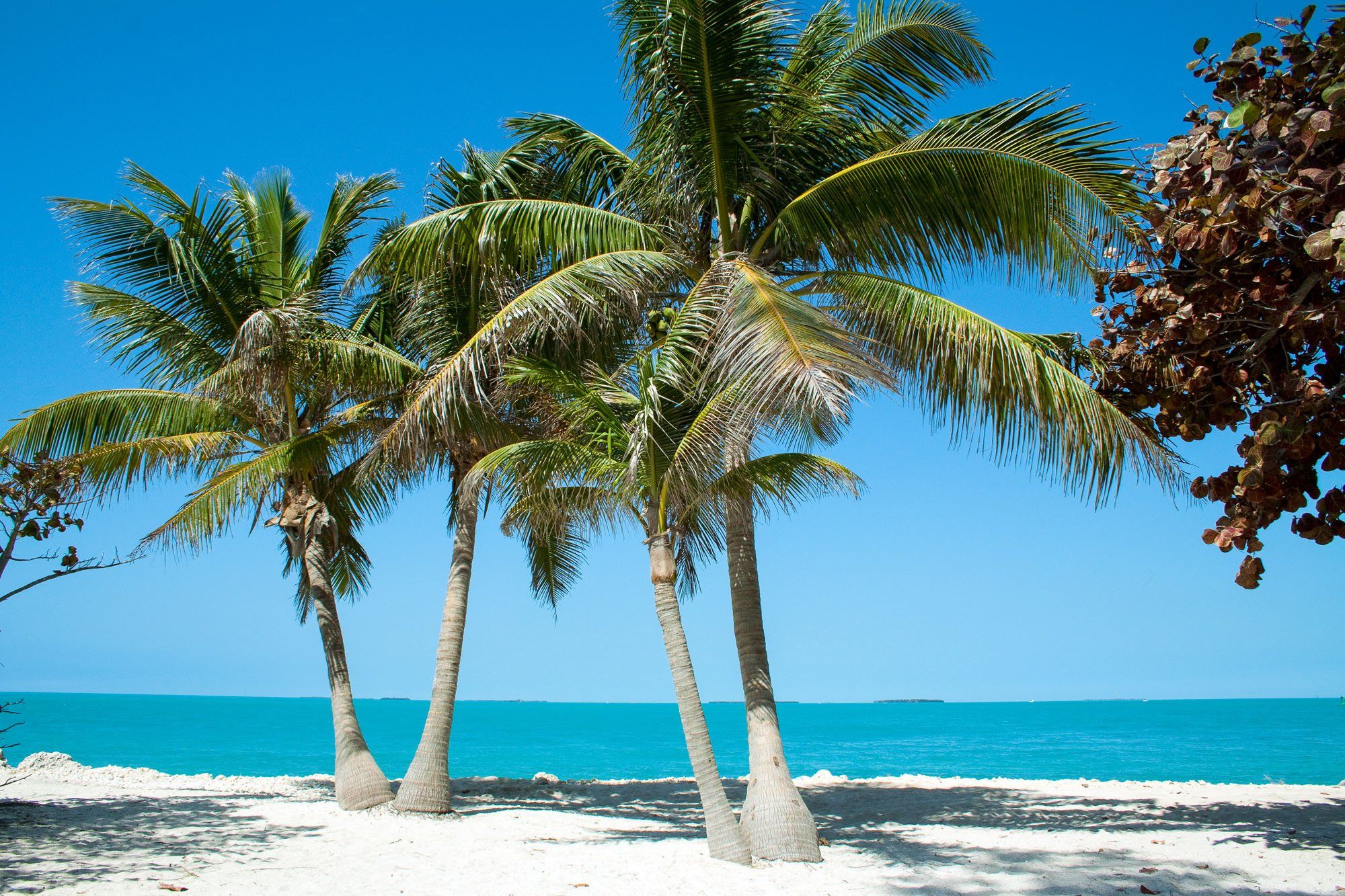 14 of the Best Things to do in Key West, Florida Earth Trekkers