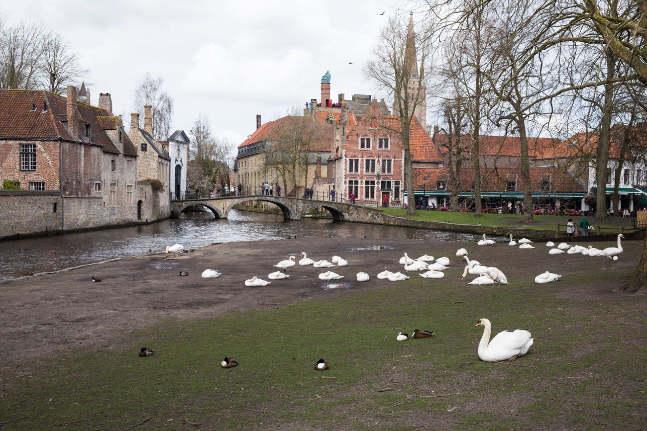 Swans in Bruges