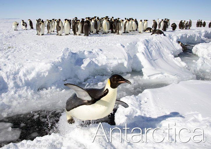 A colony of penguins standing on the snow with a singular penguin at the forefront.