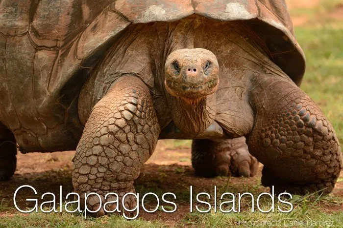 A Galapagos Giant Tortoise staring at the lens.