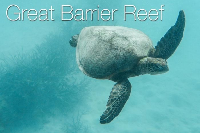 A sea turtle at the Great Barrier Reef in Australia.