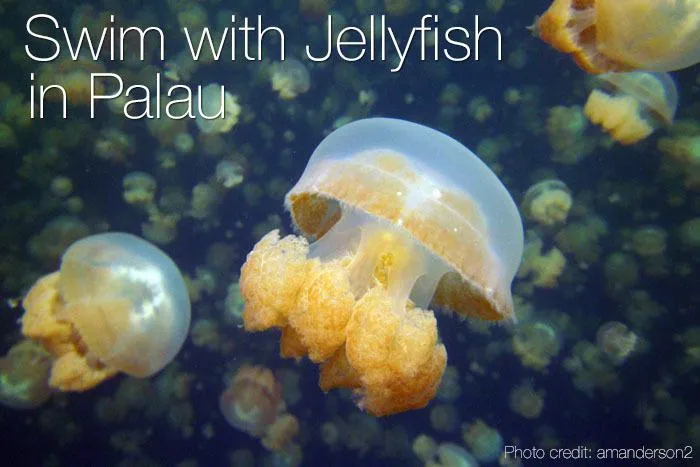 Jellyfish in Palau.