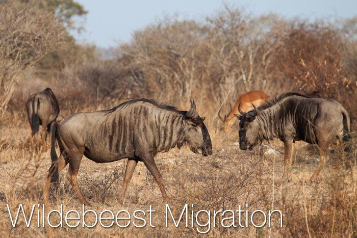 A group of wildebeest in a dried up part of the jungle.