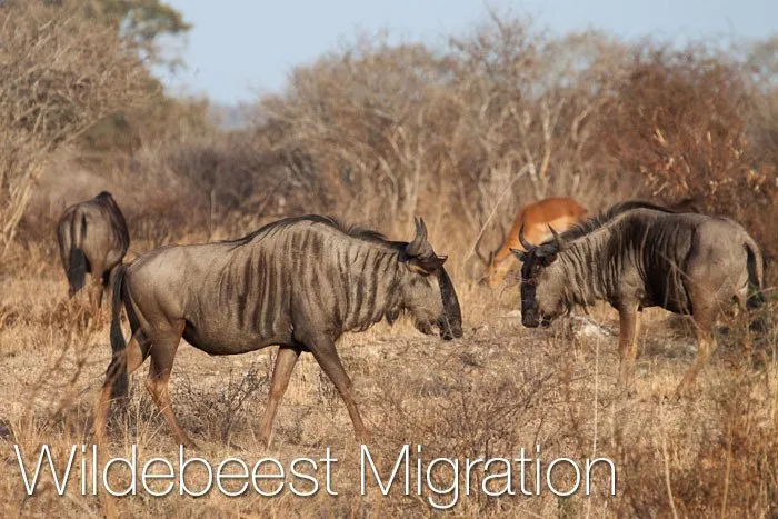 A group of wildebeest in a dried up part of the jungle.