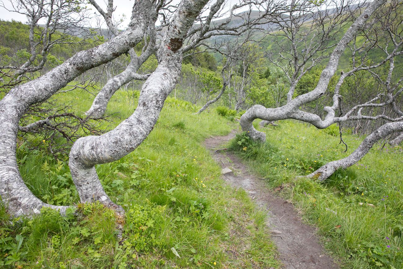 Trees on the Trail