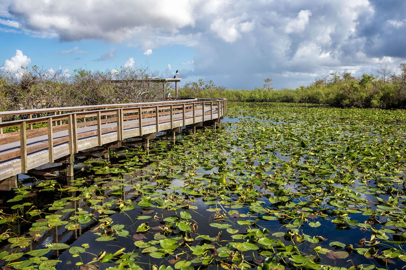 A wooden walkway on the Anhinga Trail winding through the wetlands of the Everglades National Park, Florida, USA.