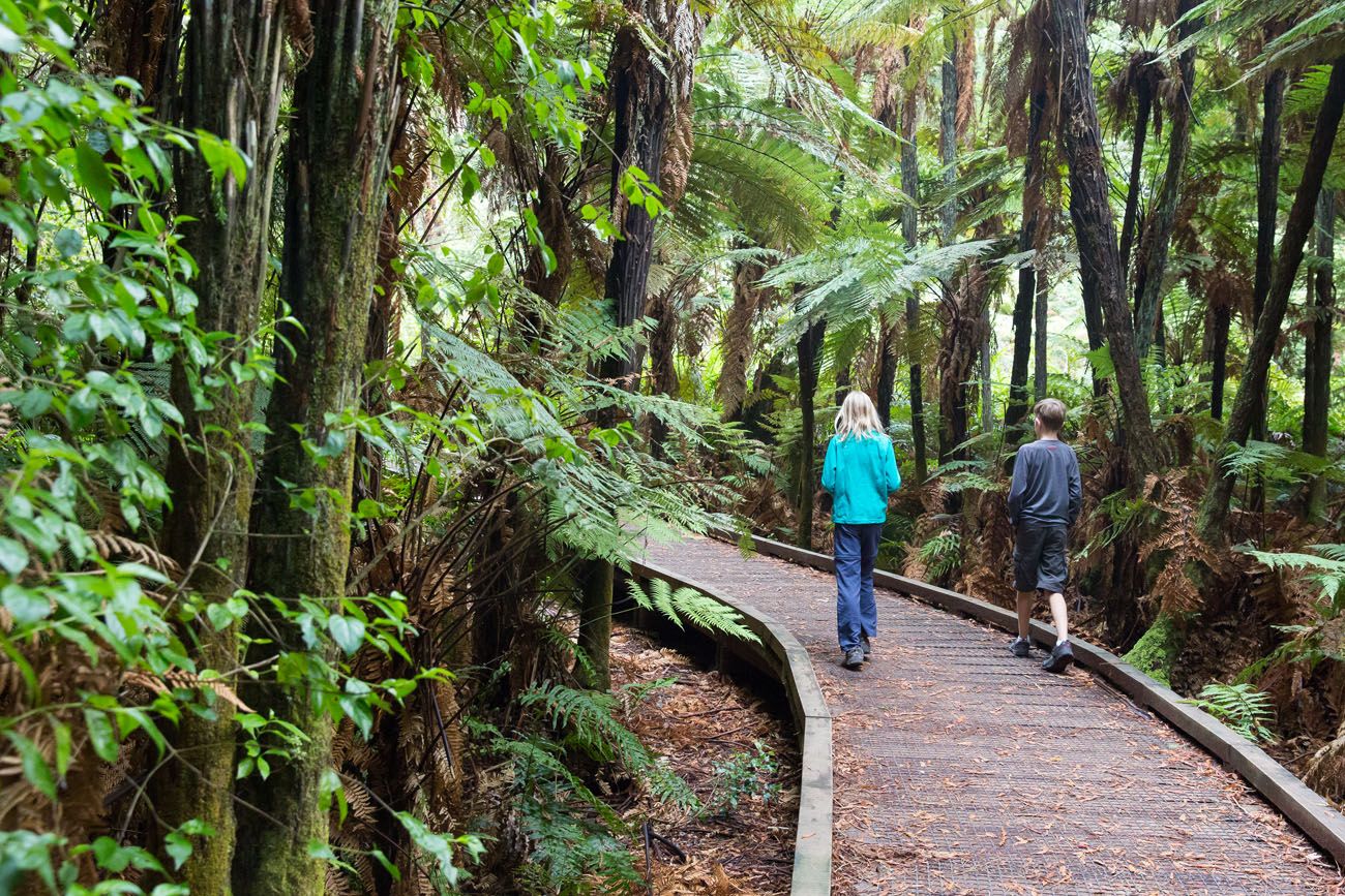 Redwood Forest | 3 Week New Zealand Itinerary