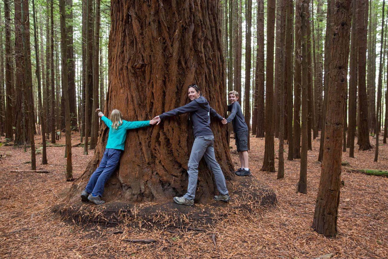 Redwoods in New Zealand