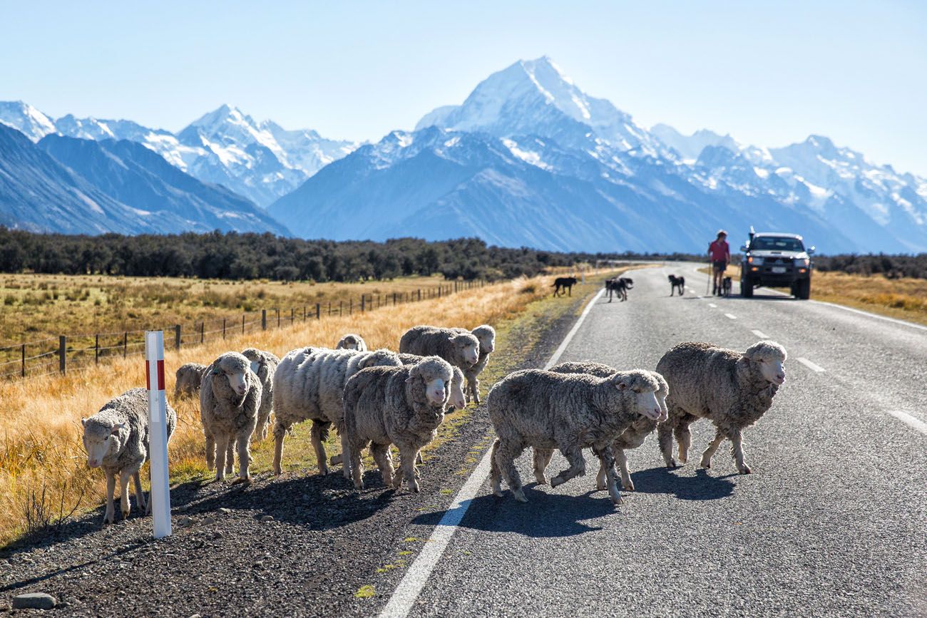 Sheep at Mt Cook