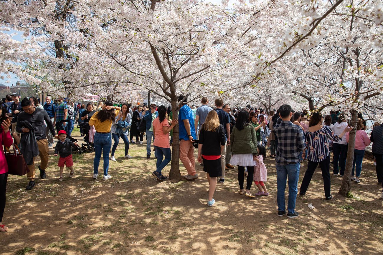 Cherry Blossom Crowds