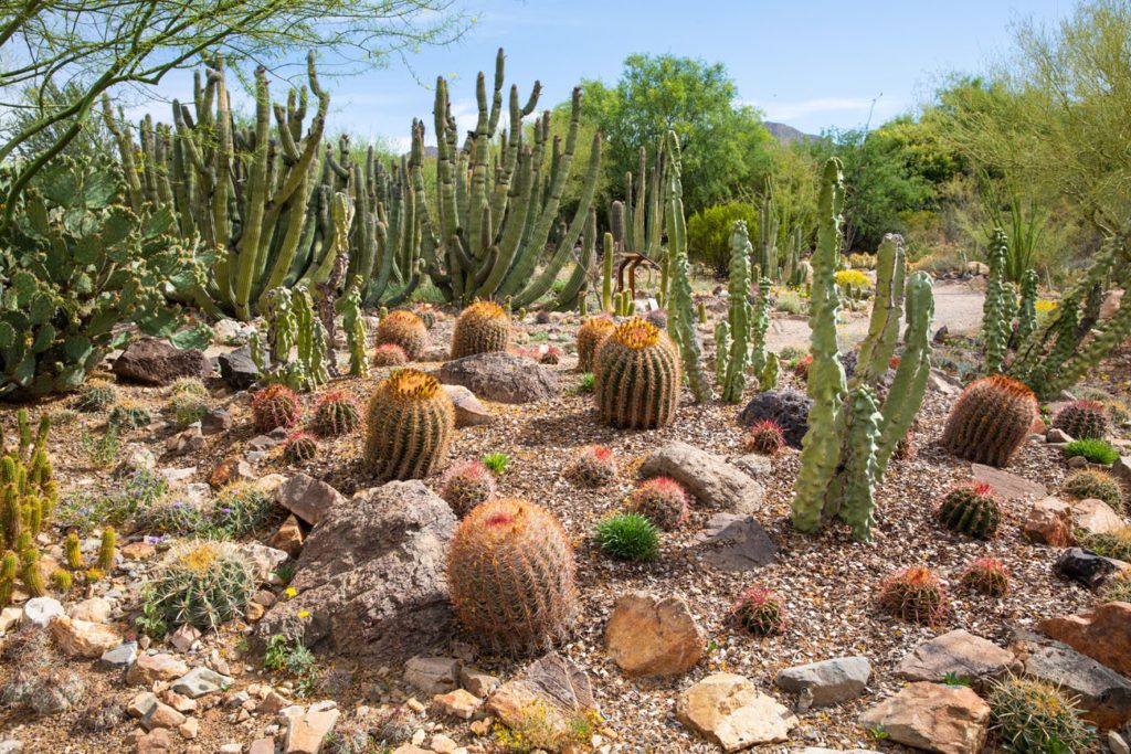 8 Amazing Things to Do in Saguaro National Park – Earth Trekkers