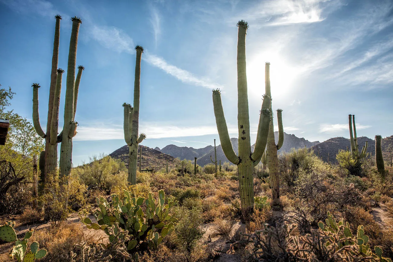 Best Things to do in Saguaro