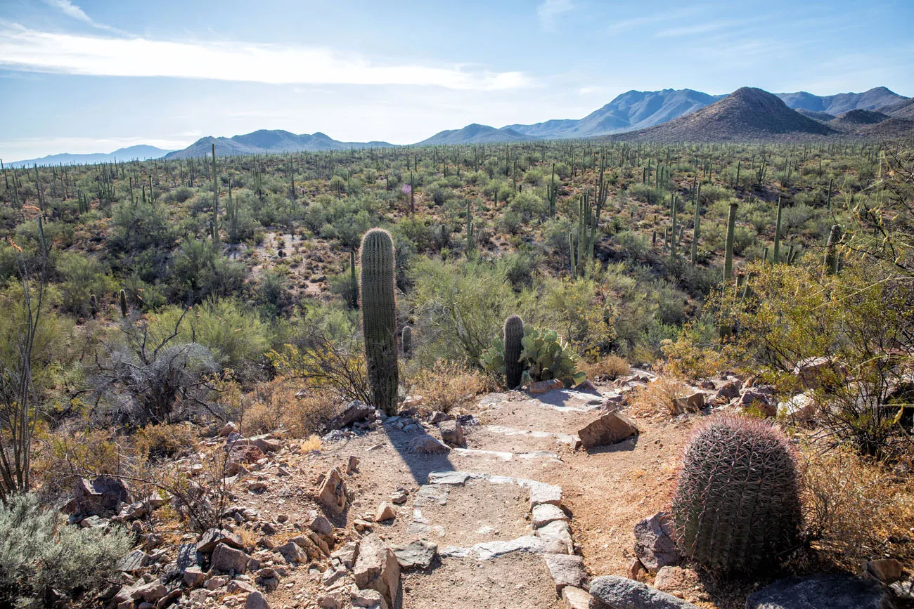 Hike Saguaro