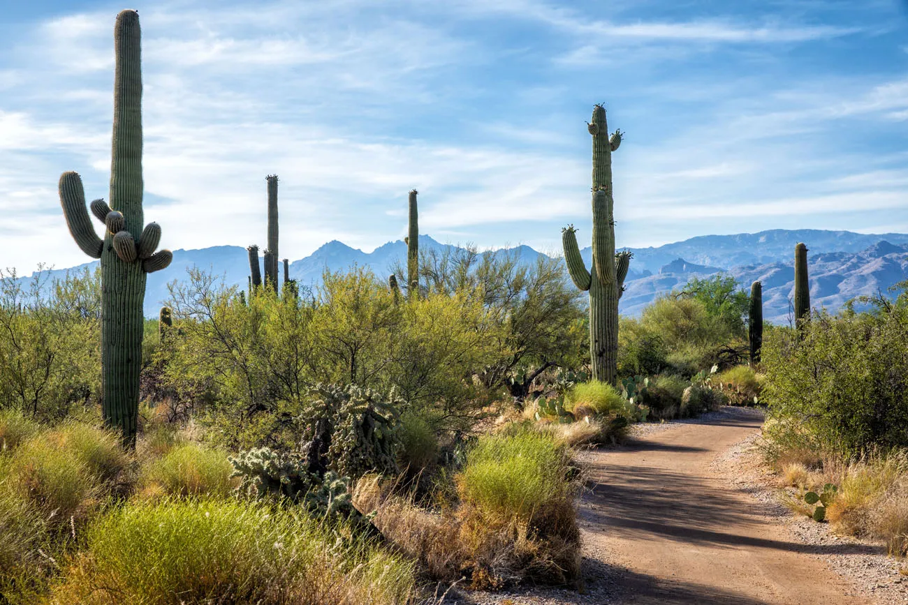 Mica Trail Saguaro