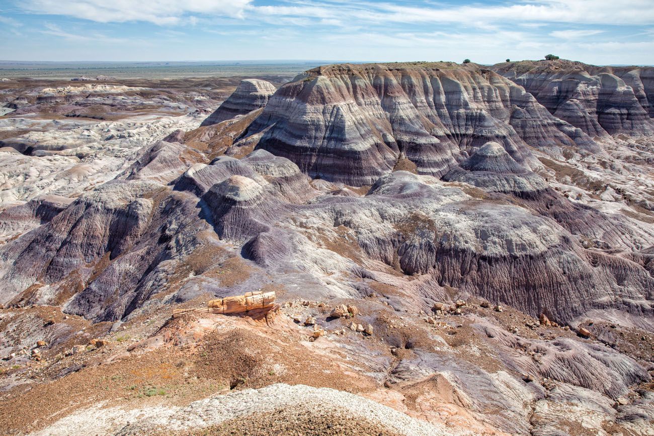 Petrified forest national park где находится