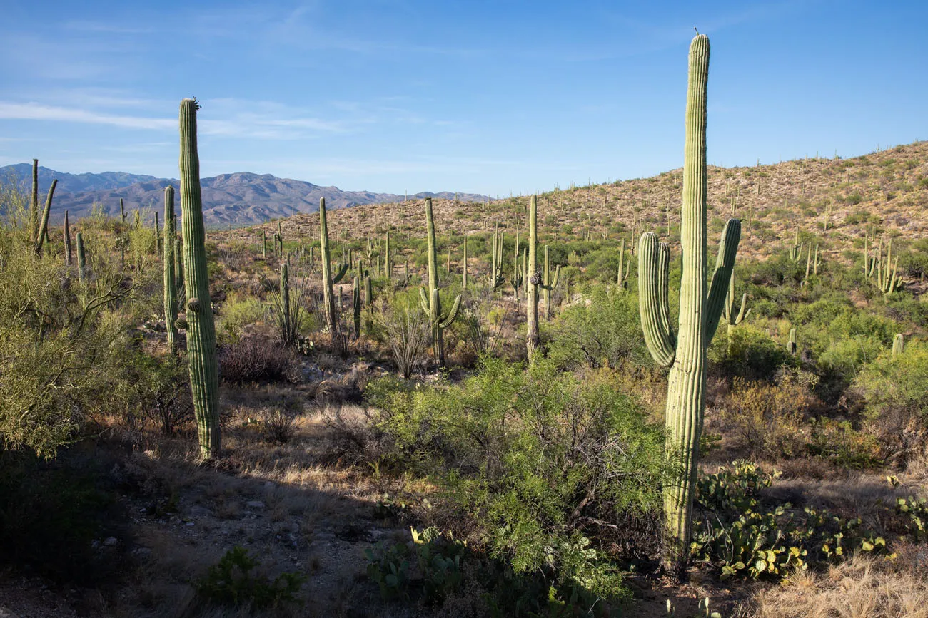 Saguaro Cactus