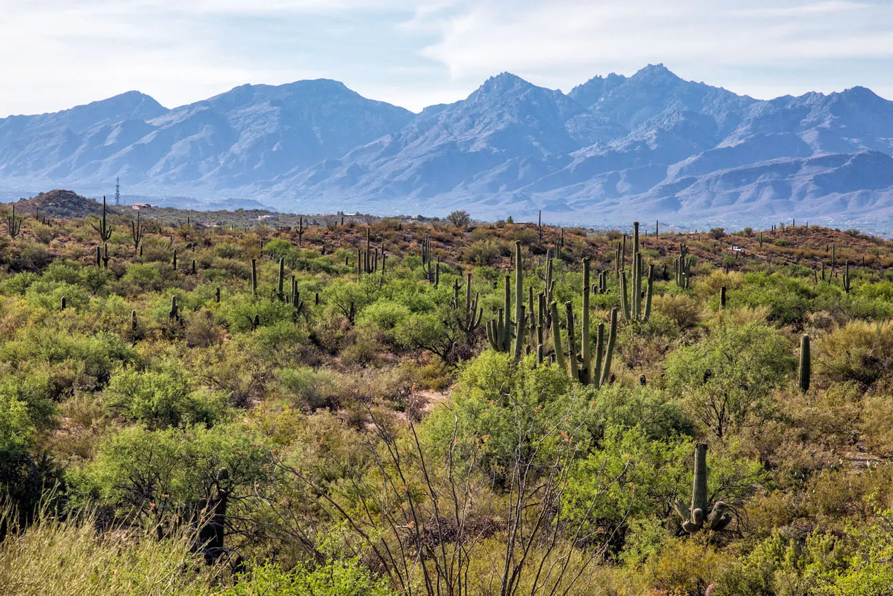 Saguaro East