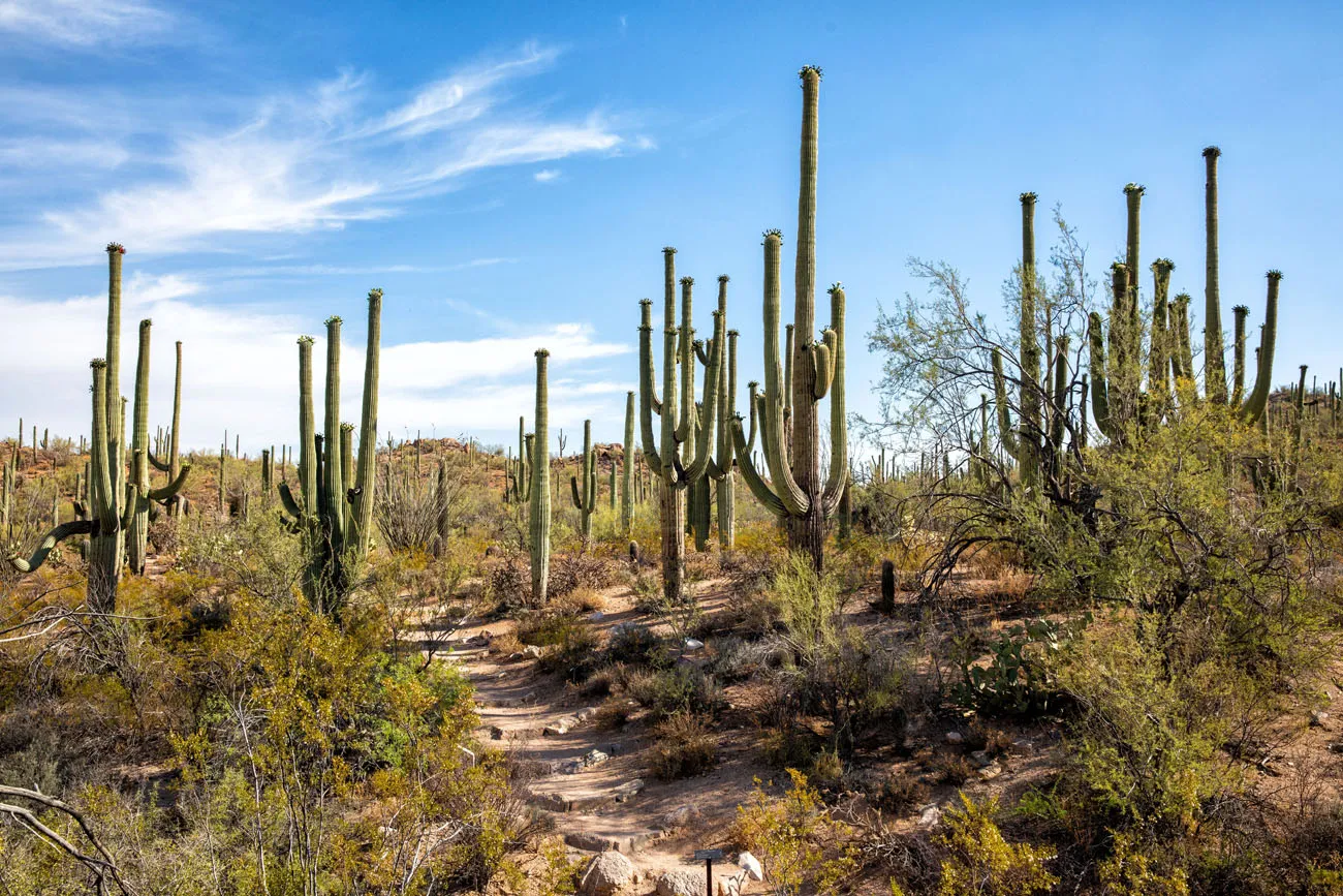 Saguaro National Park