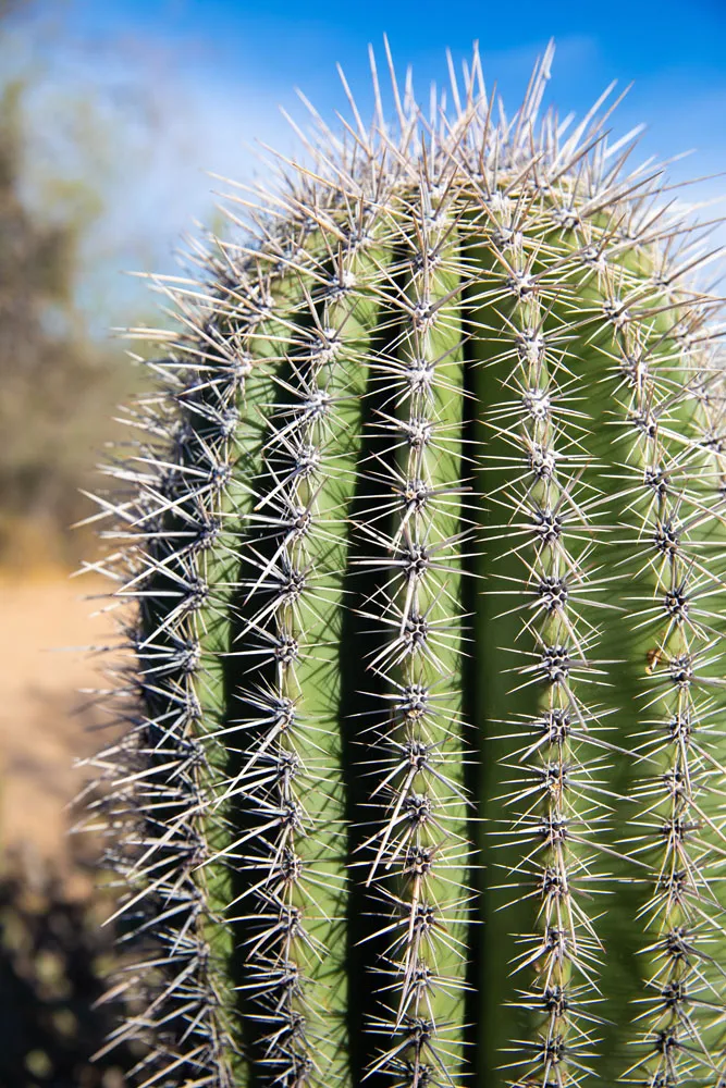 Young Saguaro Cactus