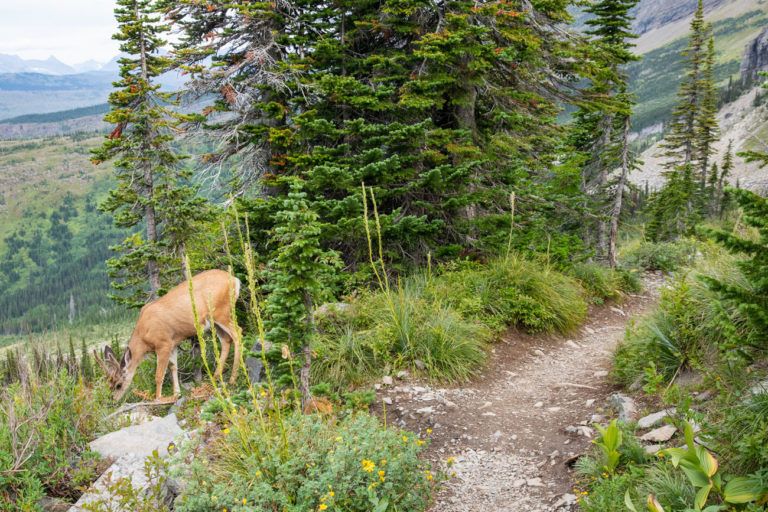 Highline Trail: Logan Pass to the Loop, Glacier National Park – Earth ...