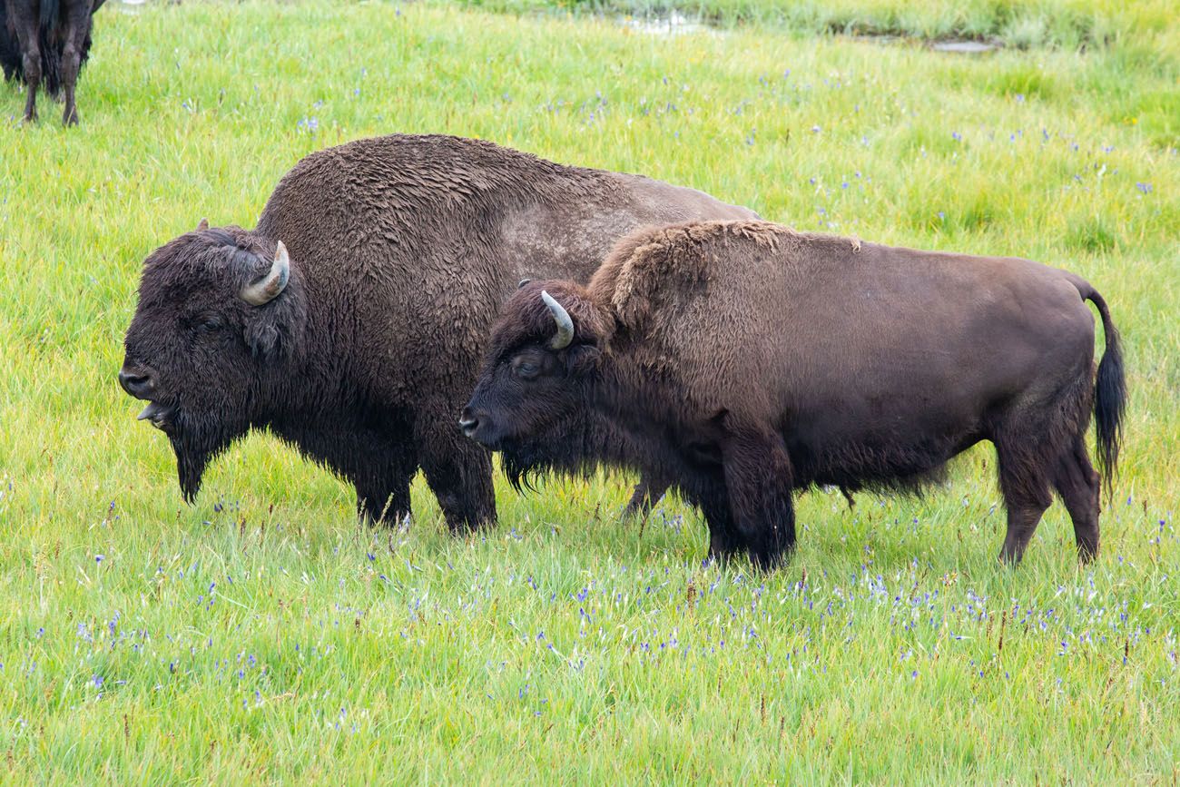 Yellowstone Bison best things to do in Yellowstone
