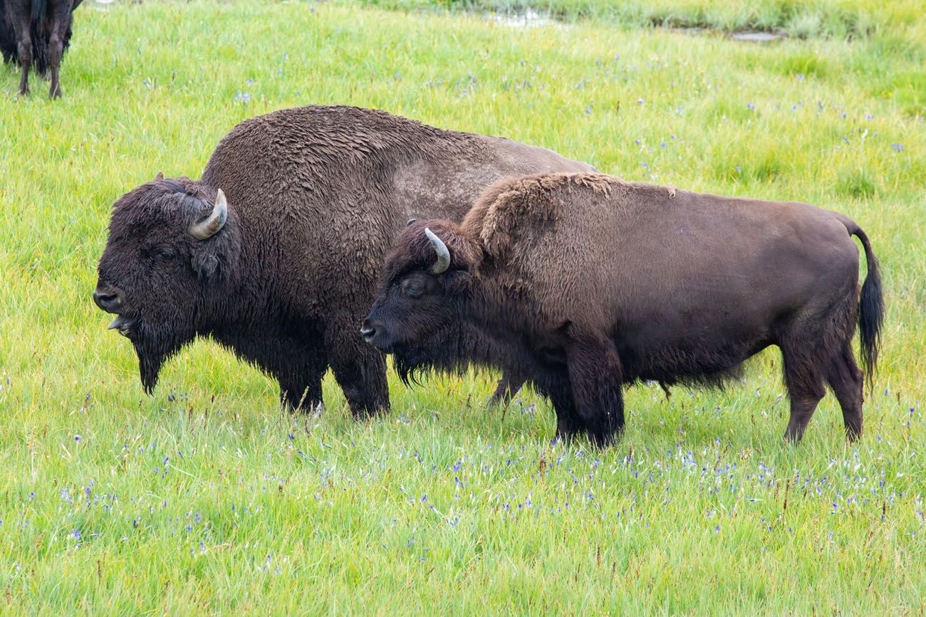 HAT YOUTH YELLOWSTONE BISON DARK GREEN/BROWN - DNC Parks & Resorts at  Yellowstone, LLC.