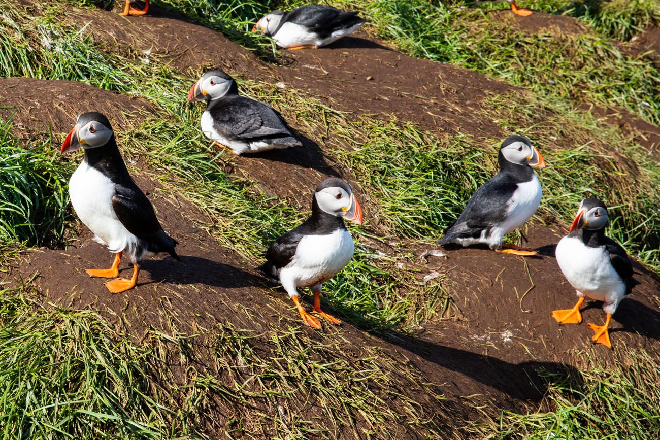 How To See The Puffins At Borgarfj R Ur Eystri Iceland Earth Trekkers   How To See Puffins In Iceland .optimal 