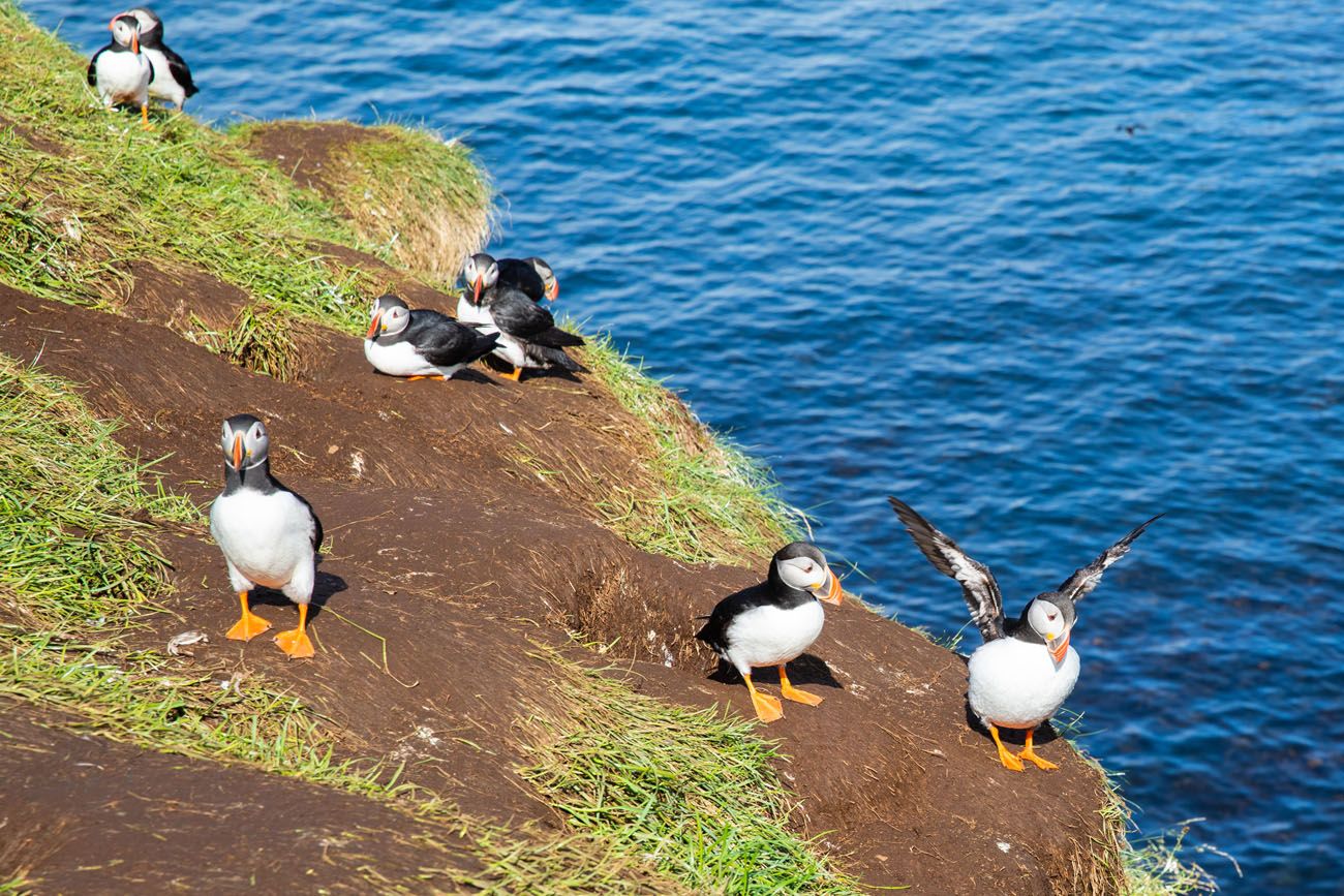 Puffins in Iceland  Borgarfjörður eystri