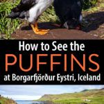 Iceland Puffins at Borgarfjörður Eystri