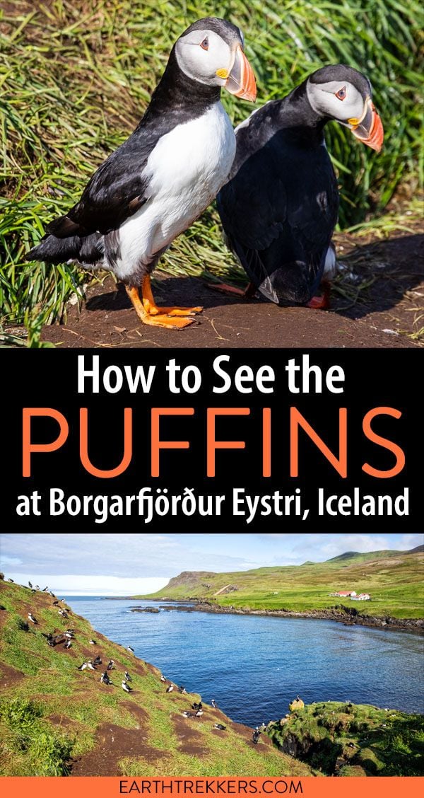 Iceland Puffins at Borgarfjörður Eystri