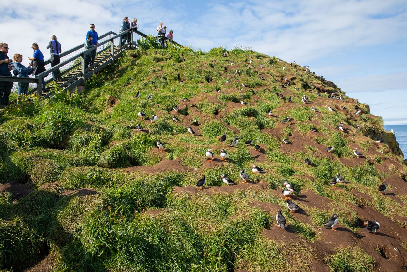 Puffins in Iceland Borgarfjörður eystri