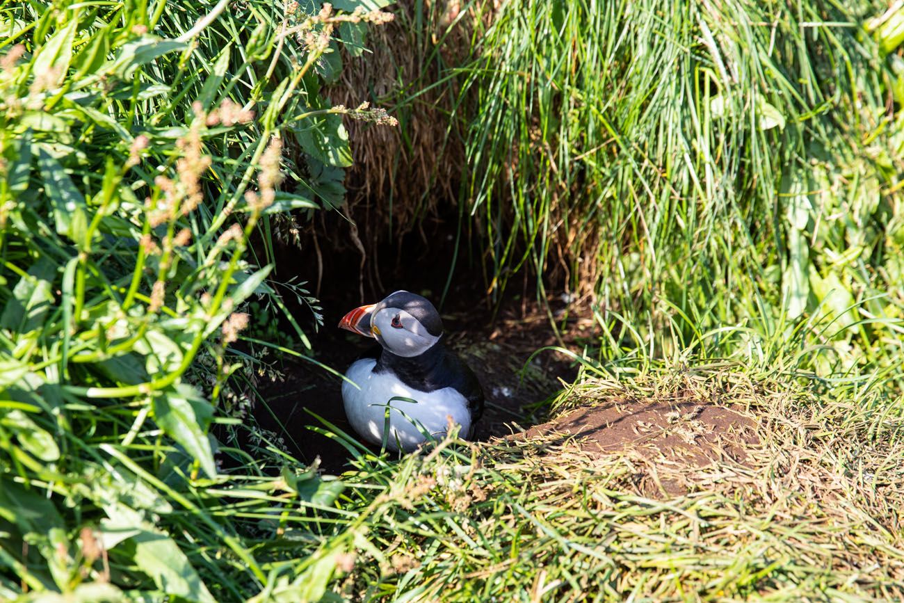 We Went Inside a Puffin Burrow I Cute Puffling Bird Underground