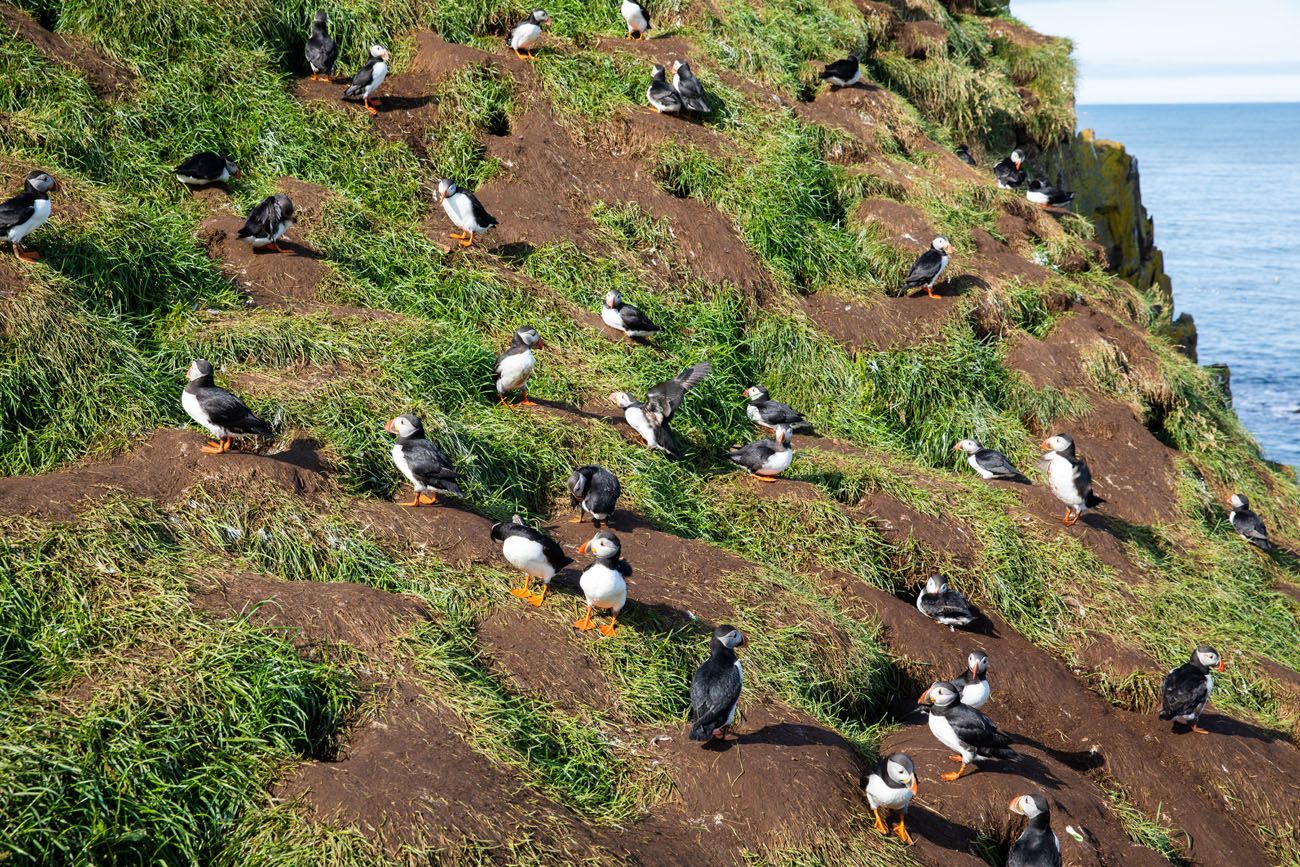 Puffins in Iceland Borgarfjörður eystri