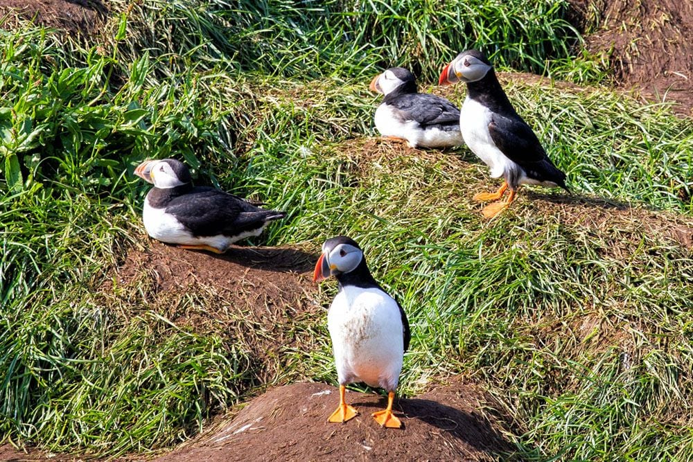 Puffins Ring Road Itinerary
