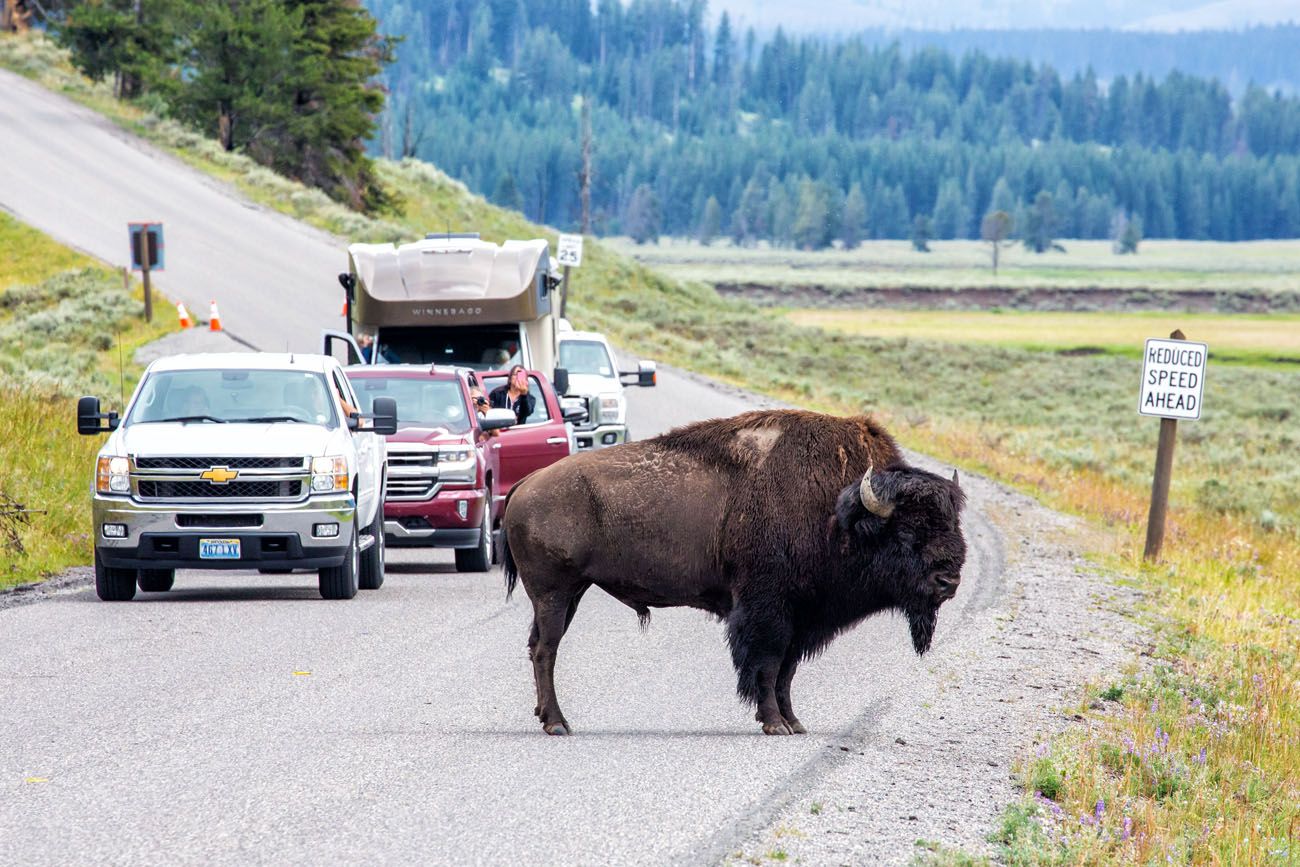 Yellowstone Bison