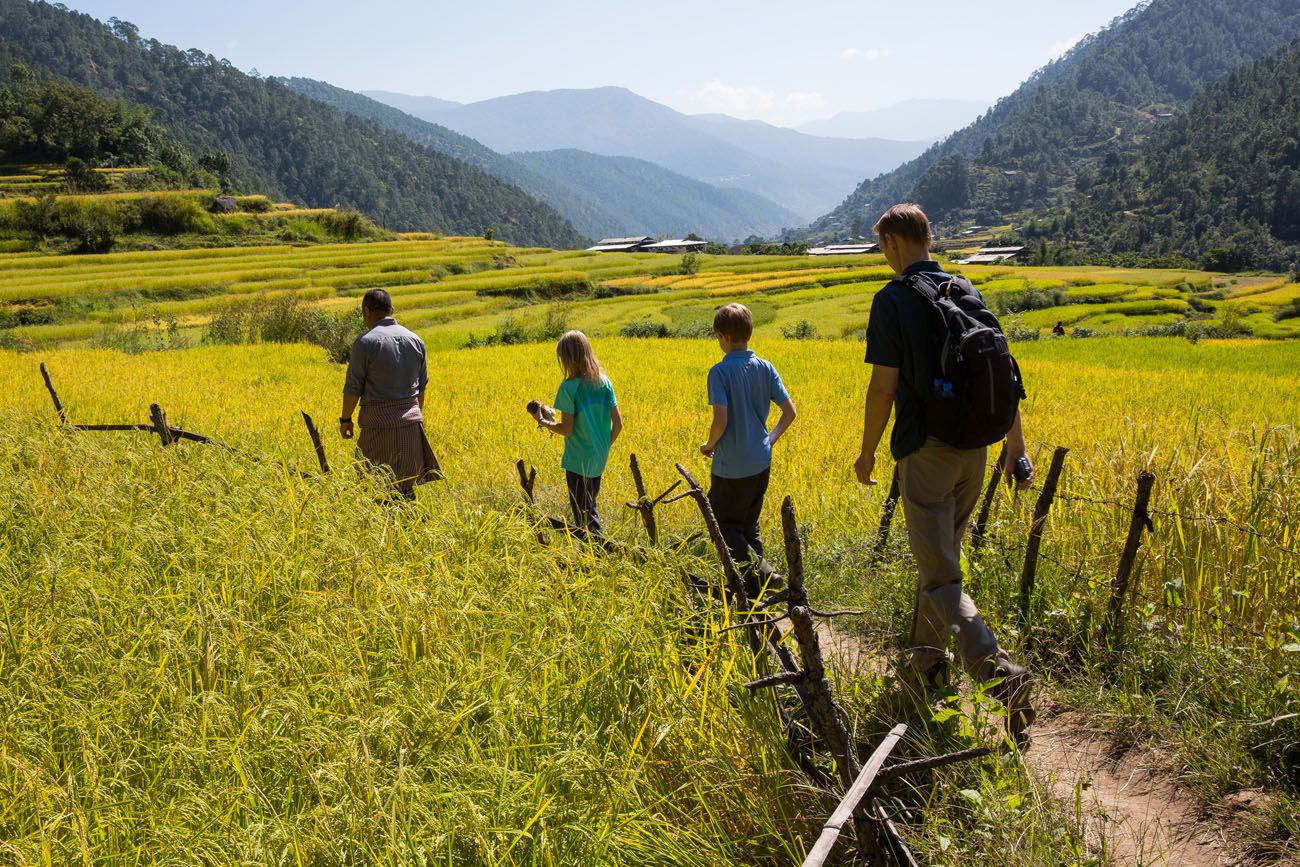 Rice Fields Bhutan