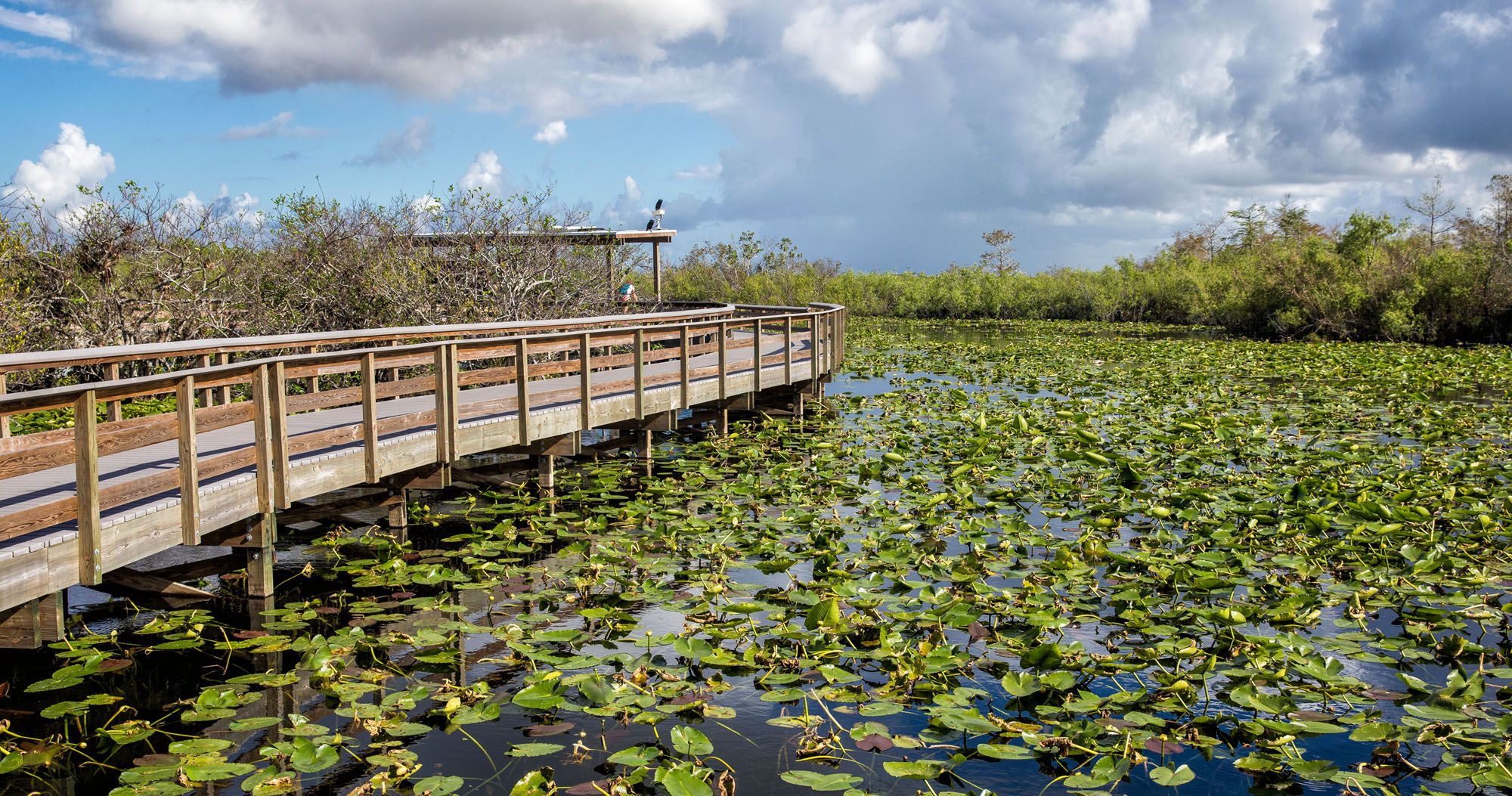 Mambo wetlands