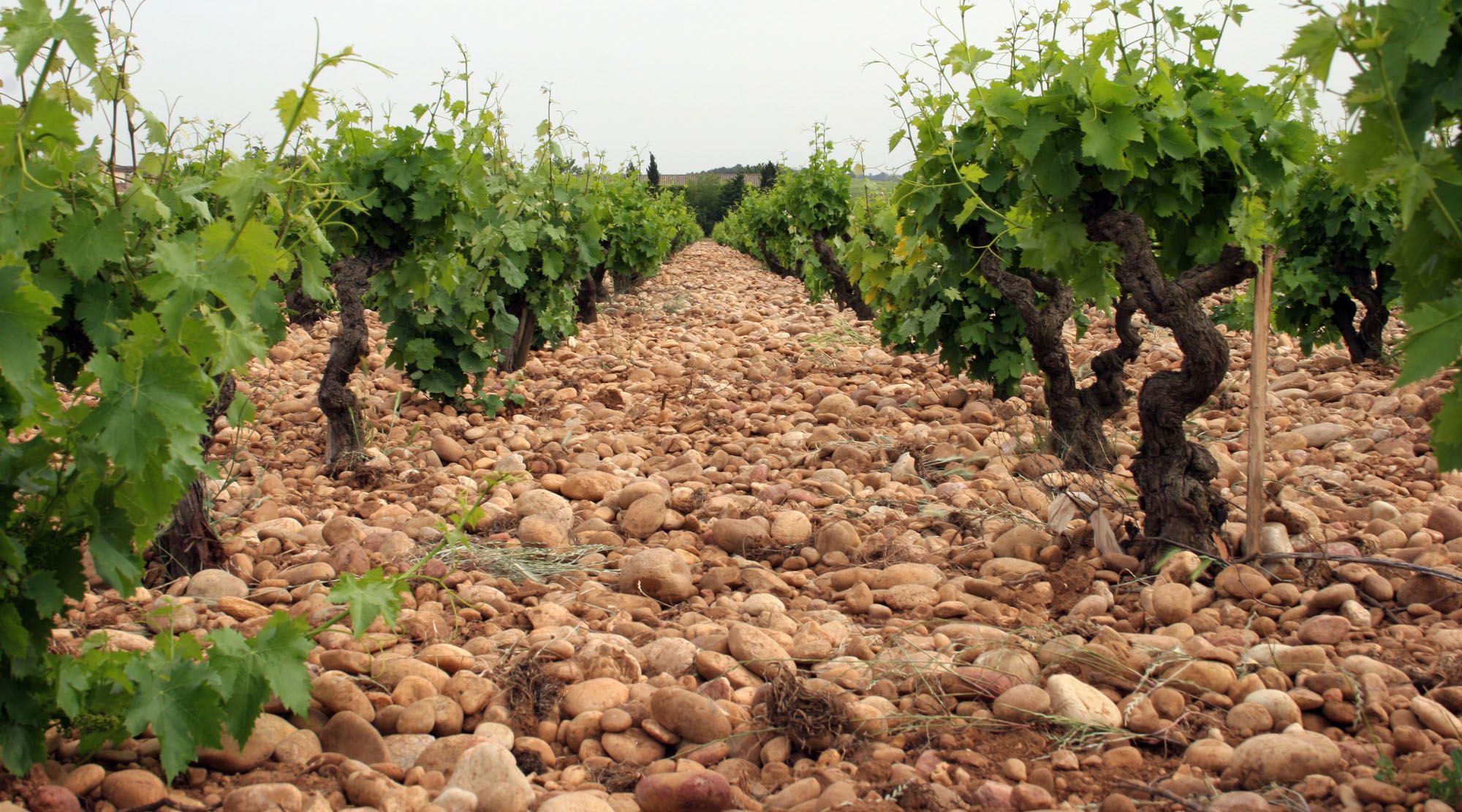 Featured image for “A Brief Tour through the Provencal Wine Region”