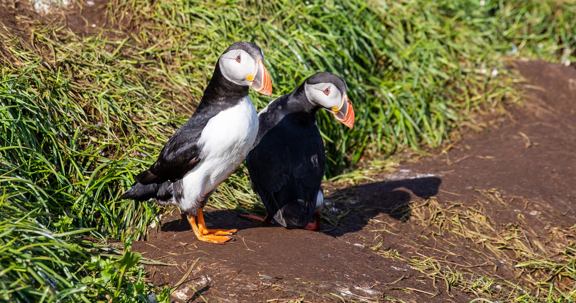 Puffins in Iceland  Borgarfjörður eystri