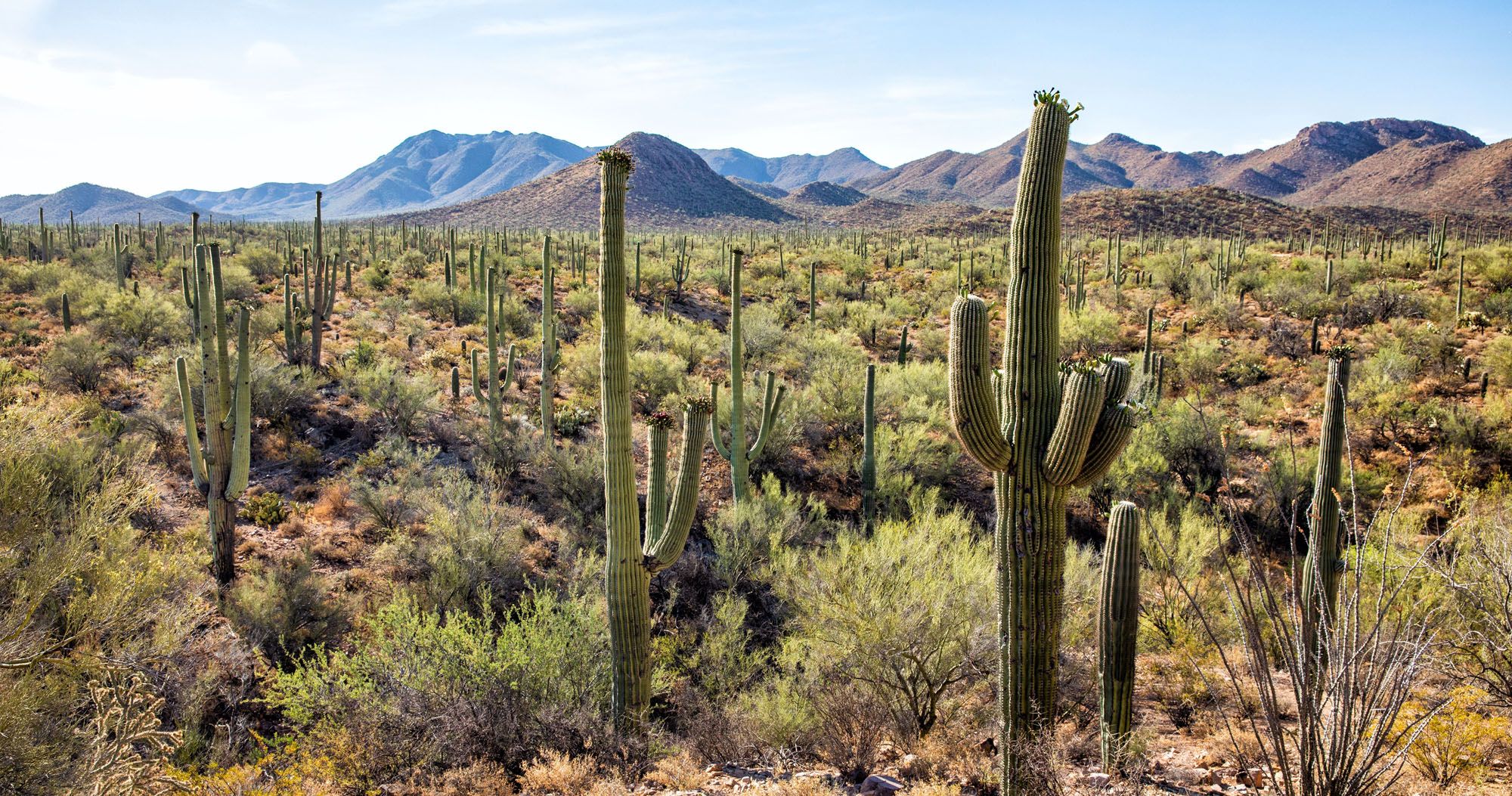 Featured image for “8 Amazing Things to do in Saguaro National Park”