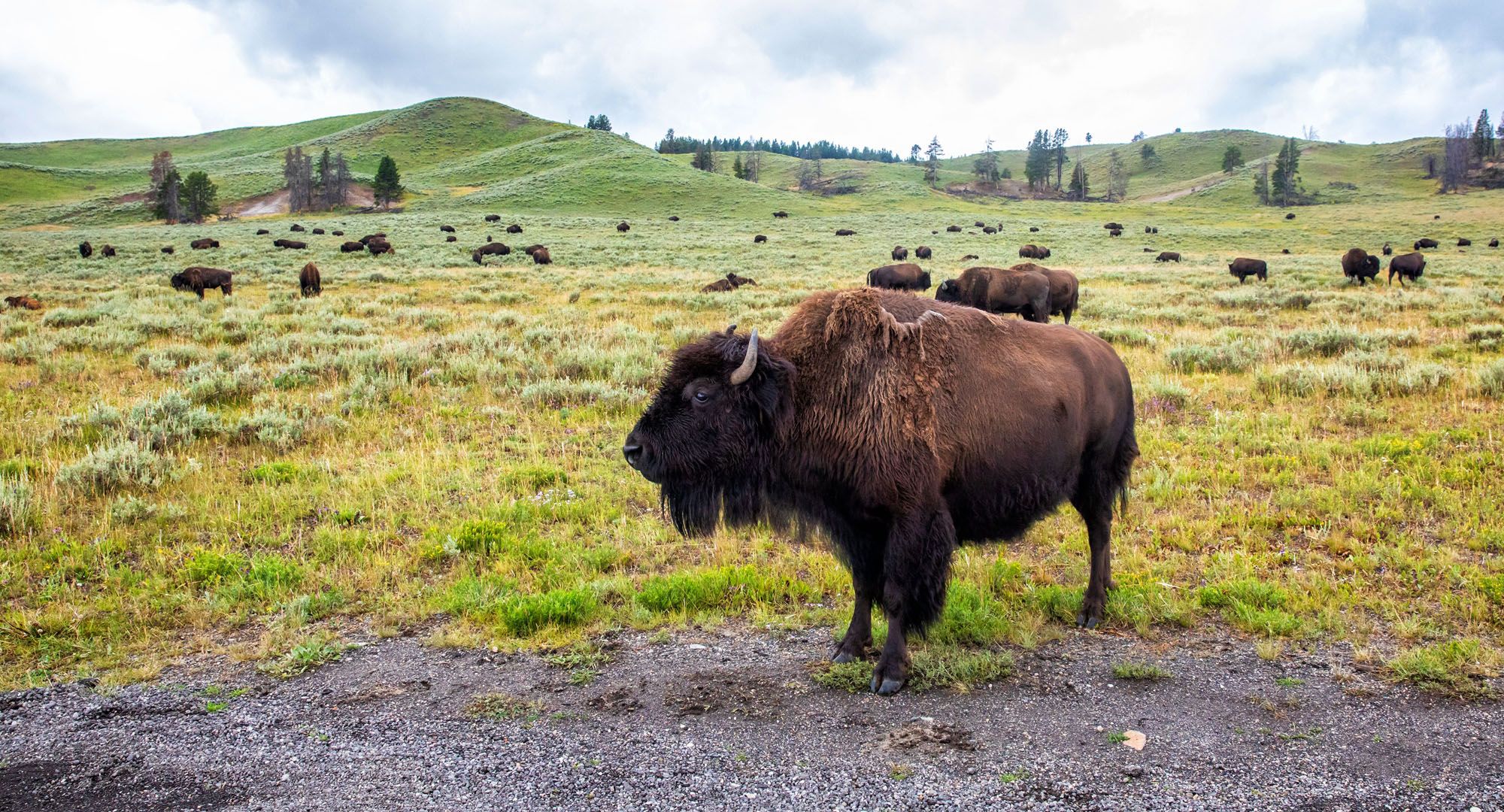 Featured image for “18 Best Things to do in Yellowstone National Park”