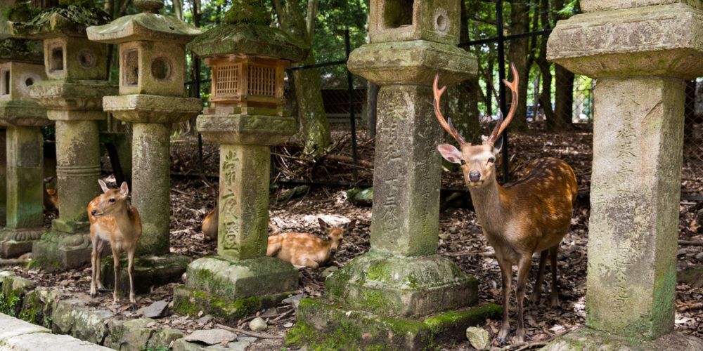 Feeding Deer in Nara Japan