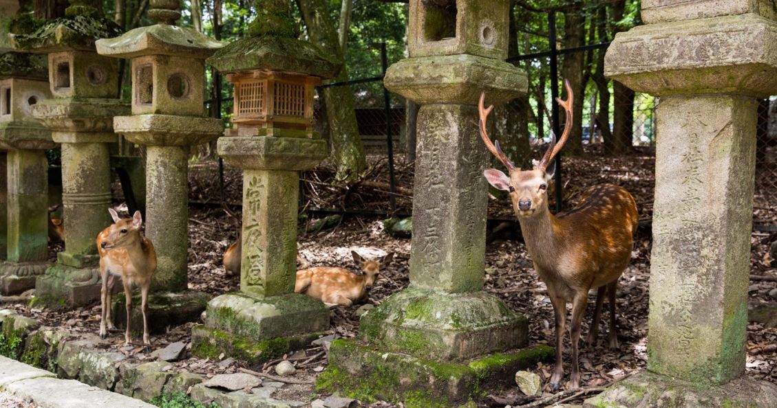 Feeding Deer in Nara Japan